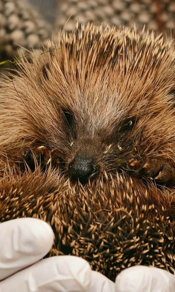 Hedgehog 2074143 1920