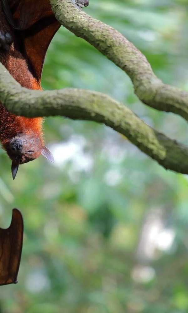Vleermuis in boom site