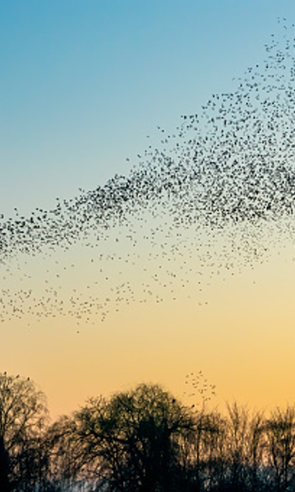 Vogels pvdd drenthe