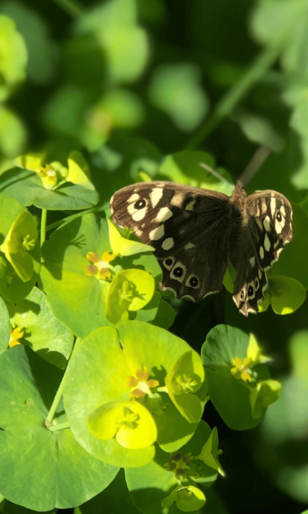 Vlinder ecologisch groenbeheer Amsterdam jpg