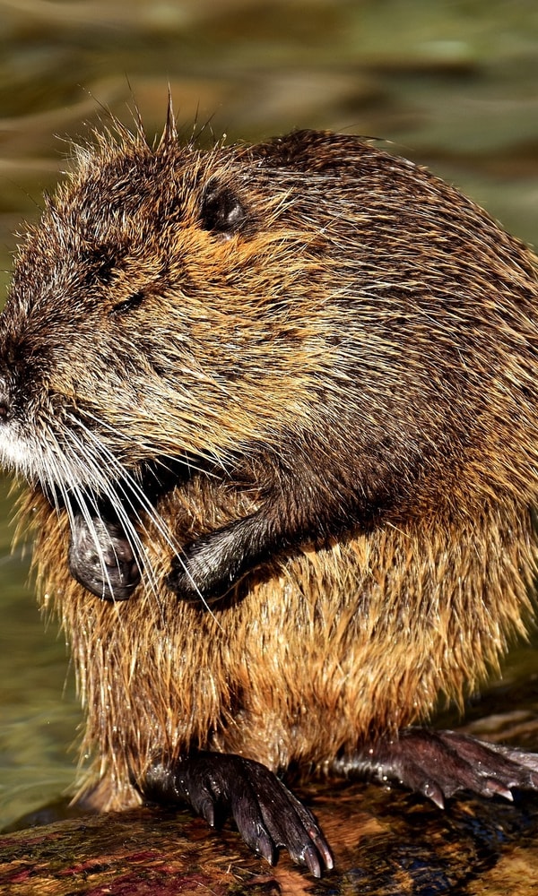 Beaver rat 2909523 1920