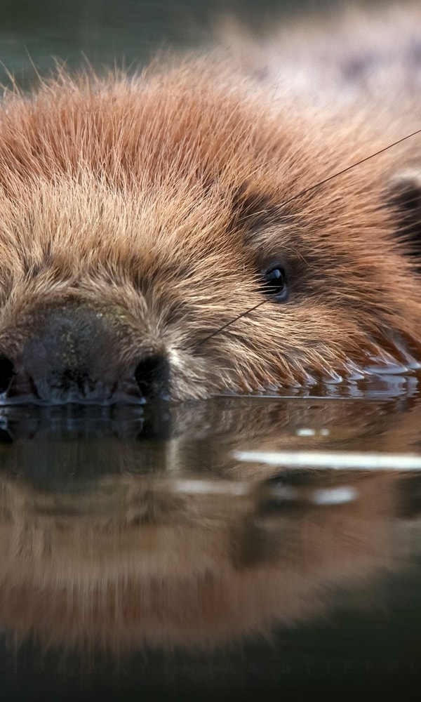 Bever