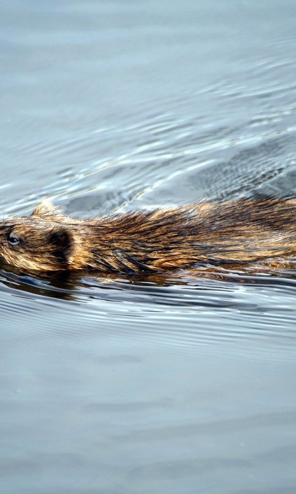 Muskusrat