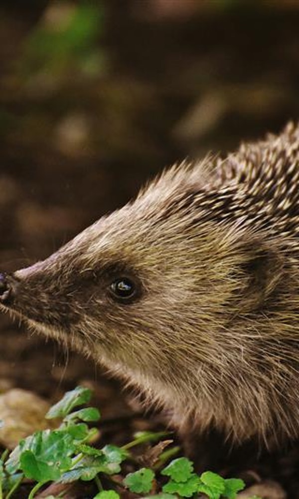 Hoofdstuk 2 Dieren hebben het recht om te leven naar hun aard