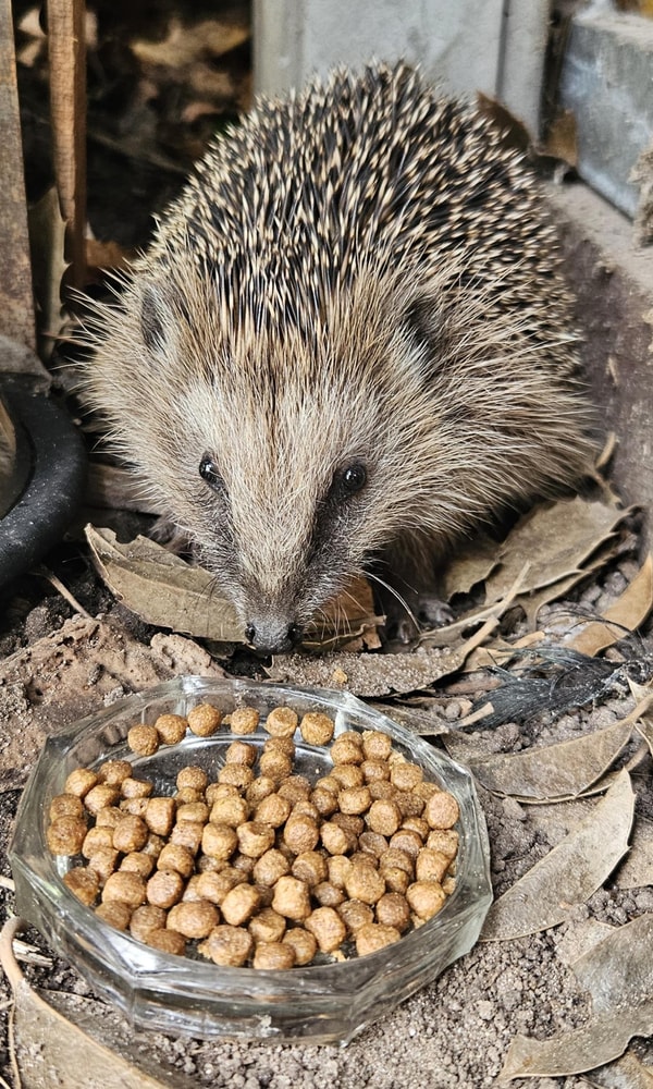 Onze Egel