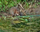Muskusrat waterkonijn