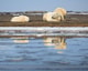 Adobe Stock 335454270 Alaska white polar bear from arctic web