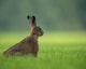Hare II