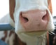 Koe close up