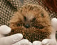 Hedgehog 2074143 1920