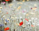 Schone bloemen