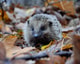 Egel