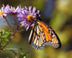 Vlinder