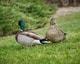 Ducks