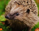 Egel