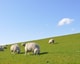 Sheep 1877430 1920