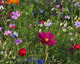 Flowers gabf26b249 1920