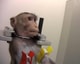 Dieren tellen mee aap dieren experiment