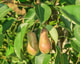 Andreyalpha farm 5317550 1280