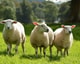 Adobe Stock 341652314 Funny sheep on the field web