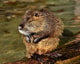 Beaver rat 2909523 1920