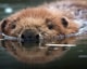 Bever