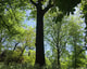Catharijnesingel Zocherpark Voorjaar Groene Bomen Foto Maarten