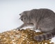 Kat geld 1