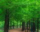 Forest 3524520 1920