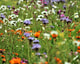 3 Klimaatbiodiversiteitcirculair