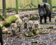 Wilde zwijnen istock 042025