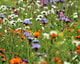 Klimaatbiodiversiteitcirculair