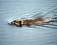 Muskusrat