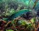 Snoek