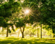 Bomen gayatri malhotra P9gkfbax MTU unsplash