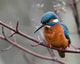 Ijsvogel op tak