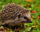 Alexa Pixabay hedgehog child 16 9
