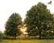 Haddeman Pixabay bomen 16 9