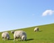 Sheep 1877430 1920