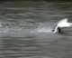 Swan 630142 1920