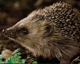 Dieren
