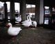 Hfdst 2 dieren