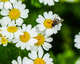 Closeup view fly beautiful tiny daisy flowers
