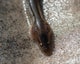 Eel 3681910 2