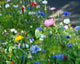 Flowers 3269212 1280