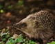 Hoofdstuk 2 Dieren hebben het recht